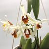 coelogyne memoria fukuba Япония 